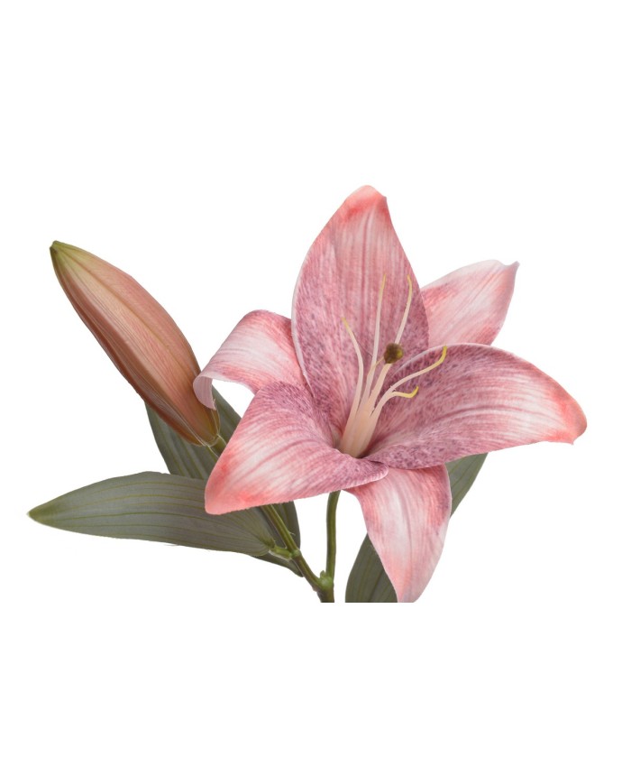 Lilia 1+1..53cm..120-12 pcs