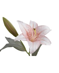 Lilia 1+1..53cm..120-12 pcs