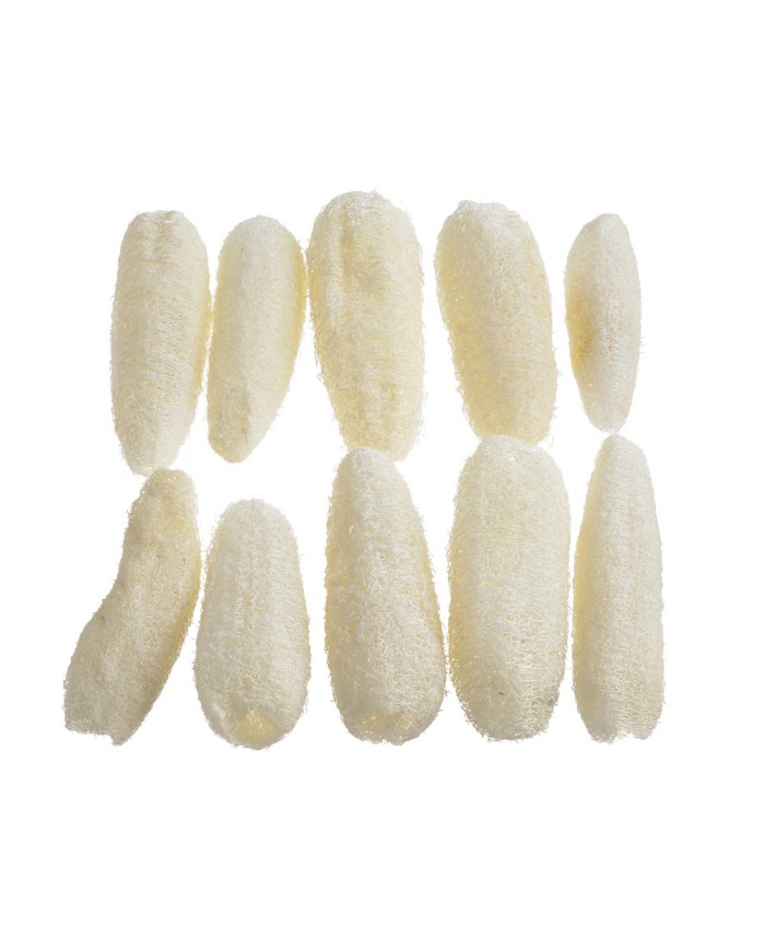 Luffa small wyb. 10szt-pacz - susz...BLEACH