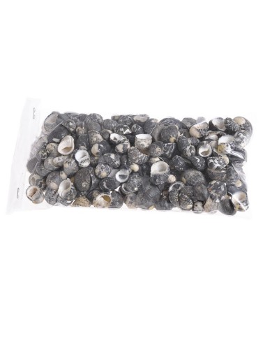 Black chakuli (pacz,250gr.) - muszle..1,4-2cm..13-1 bags..250 g-bag....NATURAL