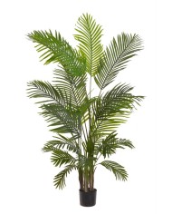 Wisteria w doniczce..122cm..2-0 pcs......A01 WHITE