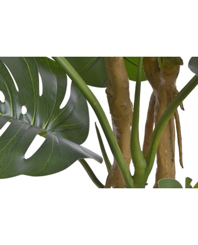 Monstera 210cm w doniczce....2-1 pcs......GREEN