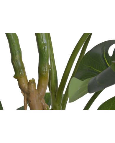 Monstera 210cm w doniczce....2-1 pcs......GREEN