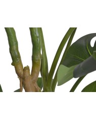 Monstera 210cm w doniczce....2-1 pcs......GREEN