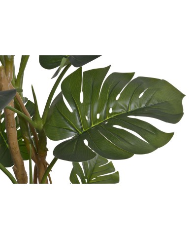 Monstera 210cm w doniczce....2-1 pcs......GREEN