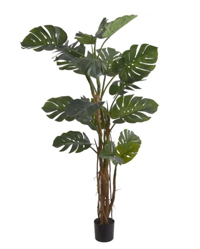 Monstera 210cm w doniczce....2-1 pcs......GREEN