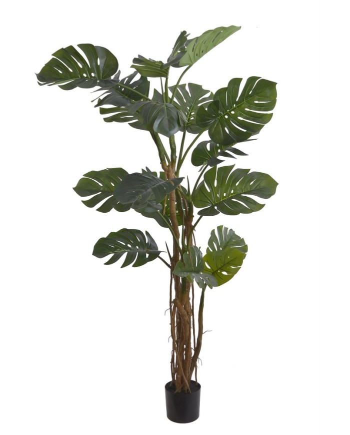 Monstera 210cm w doniczce....2-1 pcs......GREEN