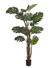 Monstera 210cm w doniczce....2-1 pcs......GREEN