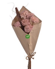 Shola Cynia paczka - susz..+-60cmH x 7cmW...6 pcs-bag