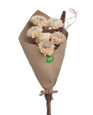 Shola Cynia paczka - susz..+-60cmH x 7cmW...6 pcs-bag