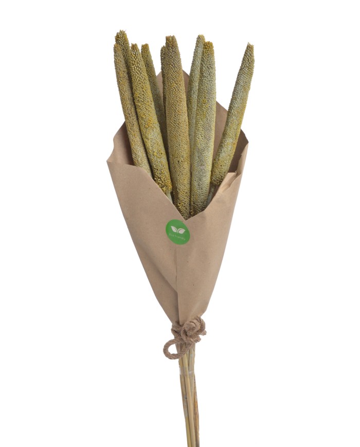 Bajra Spadix - susz..+-68cmL x 3cmW..24-24 bags..9 pcs-bag