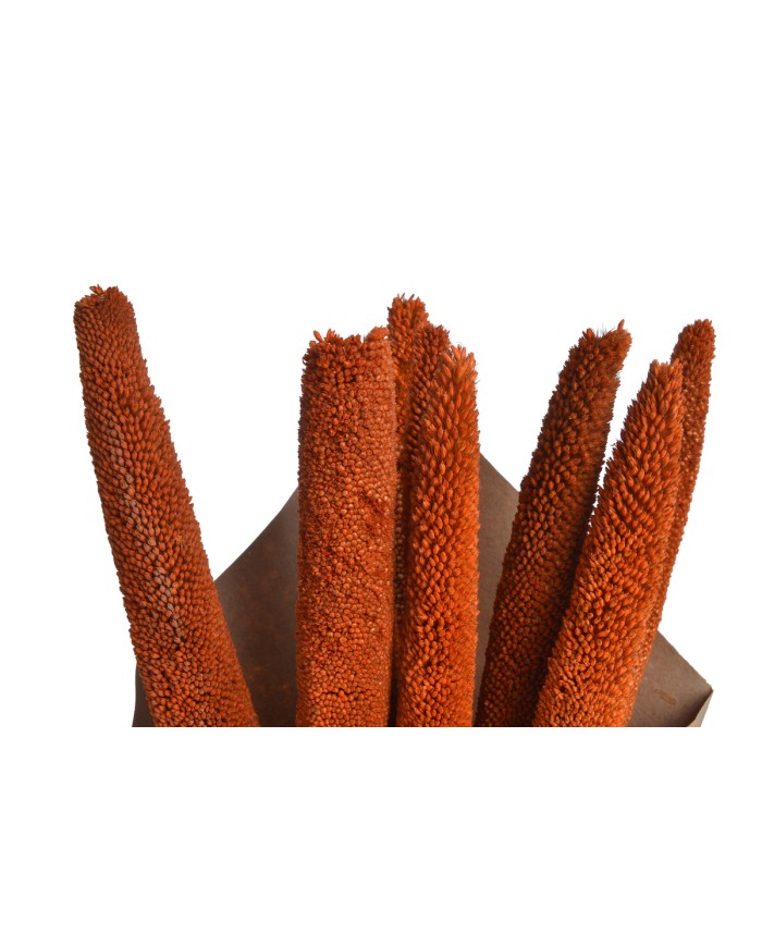 Bajra Spadix - susz..+-68cmL x 3cmW..24-24 bags..9 pcs-bag