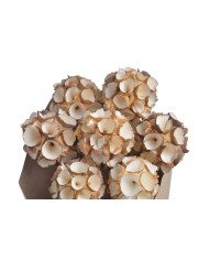 Shola Ball paczka- susz..+-45cmL x 5cmW..12-12 bags..9 pcs-bag....NATURAL