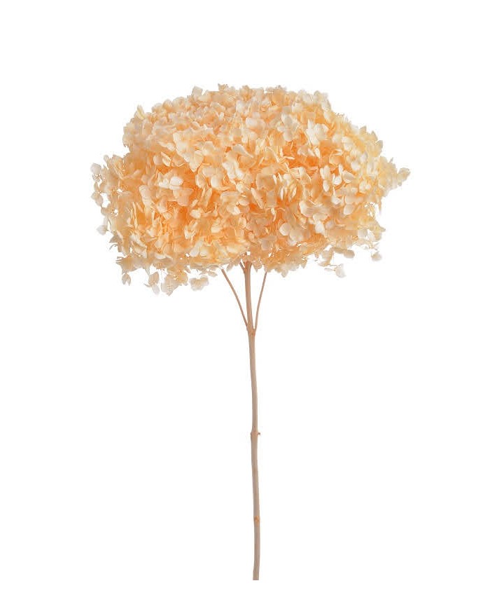 Hortensja stabilizowana 20cm - suszony kwiat preparowany..D18-25cm x 50cmH