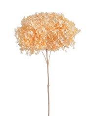 Hortensja stabilizowana 20cm - suszony kwiat preparowany..D18-25cm x 50cmH