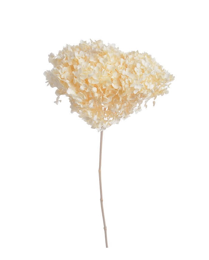 Hortensja stabilizowana 20cm - suszony kwiat preparowany..D18-25cm x 50cmH