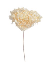 Hortensja stabilizowana 20cm - suszony kwiat preparowany..D18-25cm x 50cmH