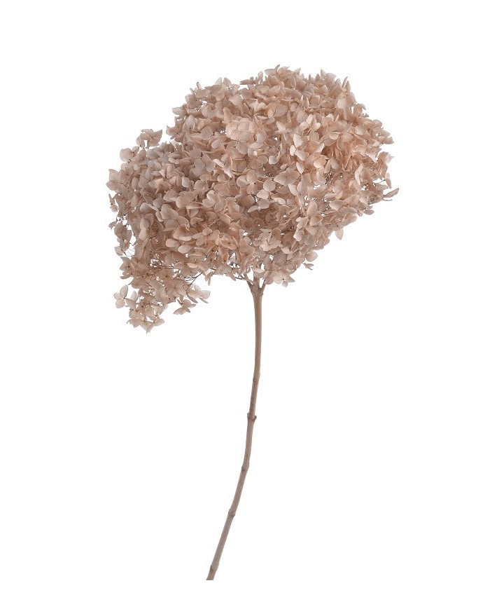 Hortensja stabilizowana 20cm - suszony kwiat preparowany..D18-25cm x 50cmH