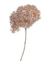Hortensja stabilizowana 20cm - suszony kwiat preparowany..D18-25cm x 50cmH