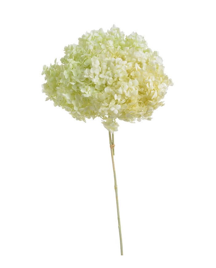Hortensja stabilizowana 20cm - suszony kwiat preparowany..D18-25cm x 50cmH
