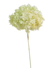 Hortensja stabilizowana 20cm - suszony kwiat preparowany..D18-25cm x 50cmH