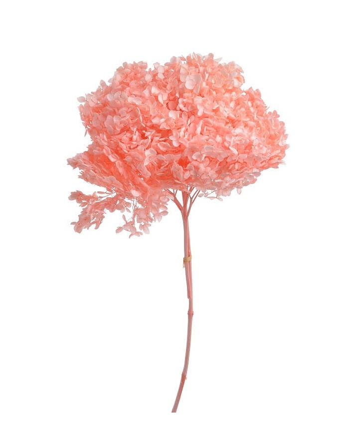 Hortensja stabilizowana 20cm - suszony kwiat preparowany..D18-25cm x 50cmH