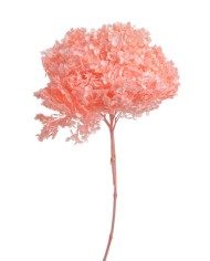 Hortensja stabilizowana 20cm - suszony kwiat preparowany..D18-25cm x 50cmH