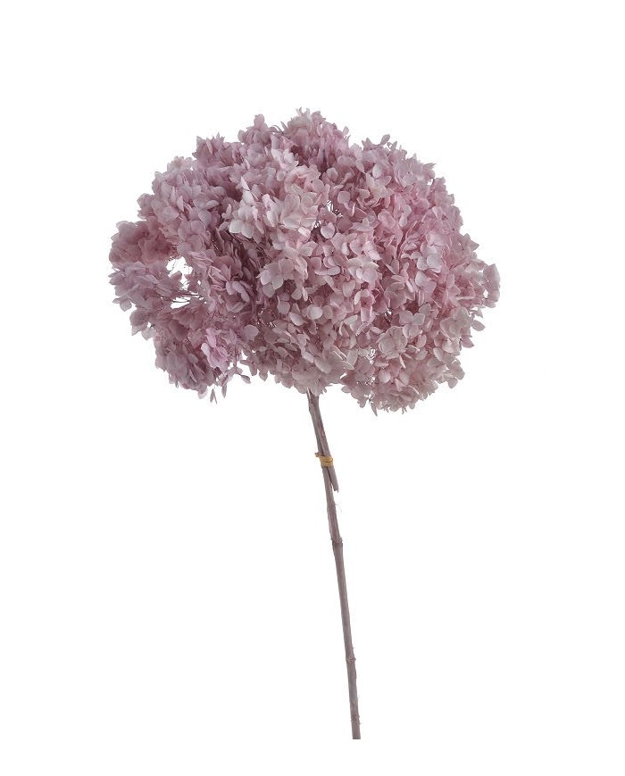 Hortensja stabilizowana 20cm - suszony kwiat preparowany..D18-25cm x 50cmH
