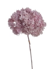 Hortensja stabilizowana 20cm - suszony kwiat preparowany..D18-25cm x 50cmH