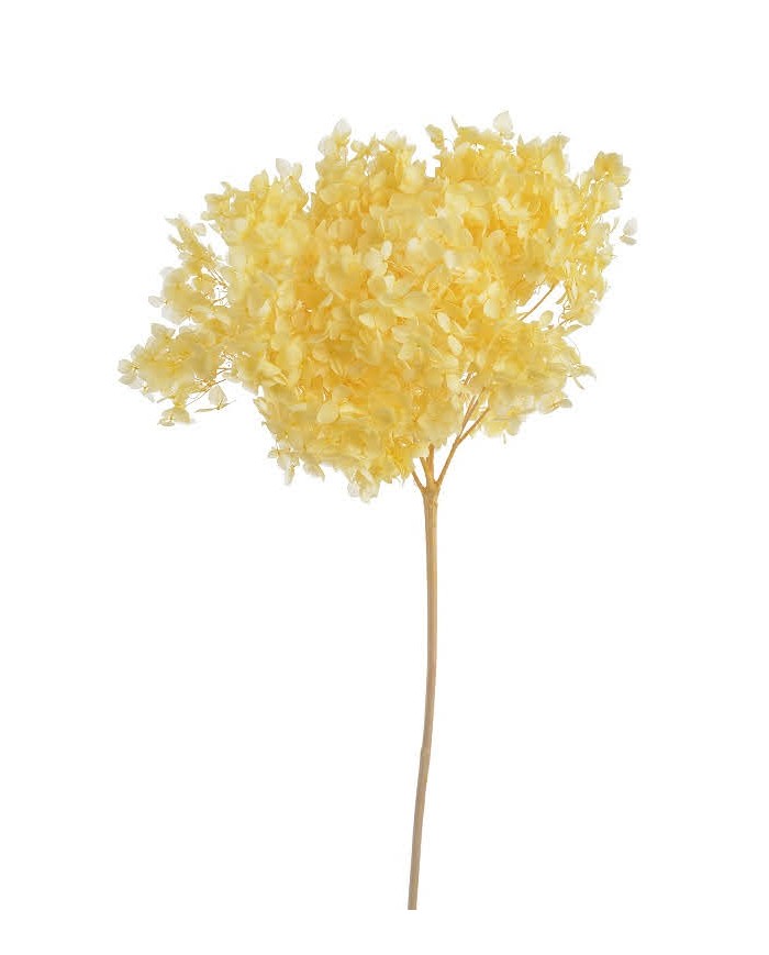 Hortensja stabilizowana 20cm - suszony kwiat preparowany..D18-25cm x 50cmH