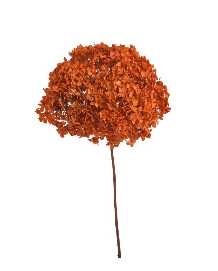 Hortensja stabilizowana 20cm - suszony kwiat preparowany..D18-25cm x 50cmH