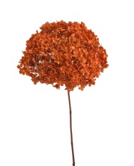 Hortensja stabilizowana 20cm - suszony kwiat preparowany..D18-25cm x 50cmH