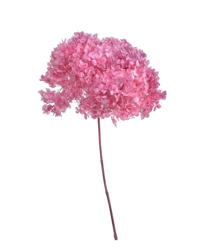 Hortensja stabilizowana 20cm - suszony kwiat preparowany..D18-25cm x 50cmH