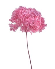 Hortensja stabilizowana 20cm - suszony kwiat preparowany..D18-25cm x 50cmH