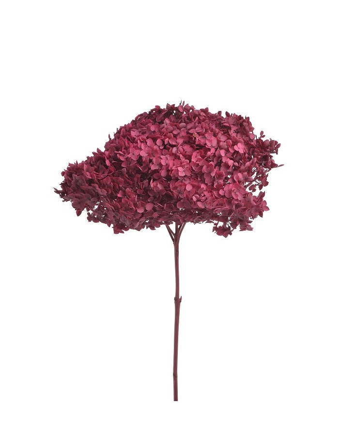 Hortensja stabilizowana 20cm - suszony kwiat preparowany..D18-25cm x 50cmH