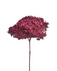 Hortensja stabilizowana 20cm - suszony kwiat preparowany..D18-25cm x 50cmH