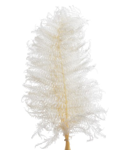 Liść paproci stabilizowany...10szt-pacz..55cmH..50-50 bags..10 pcs-bag....WHITE