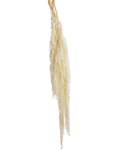 Amaranthus stabilizowany 5szt-pęcz - susz..100cmH....WHITE