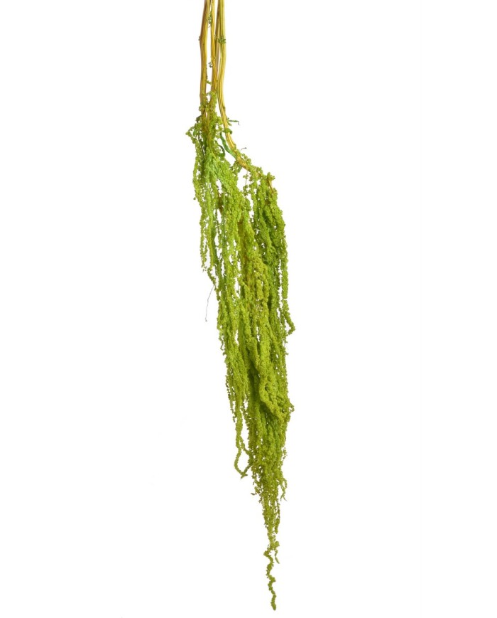 Amaranthus stabilizowany 5szt-pęcz - susz..100cmH....GREEN