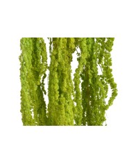 Amaranthus stabilizowany 5szt-pęcz - susz..100cmH....GREEN