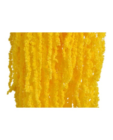 Amaranthus stabilizowany 5szt-pęcz - susz..100cmH....YELLOW