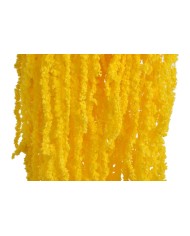 Amaranthus stabilizowany 5szt-pęcz - susz..100cmH....YELLOW