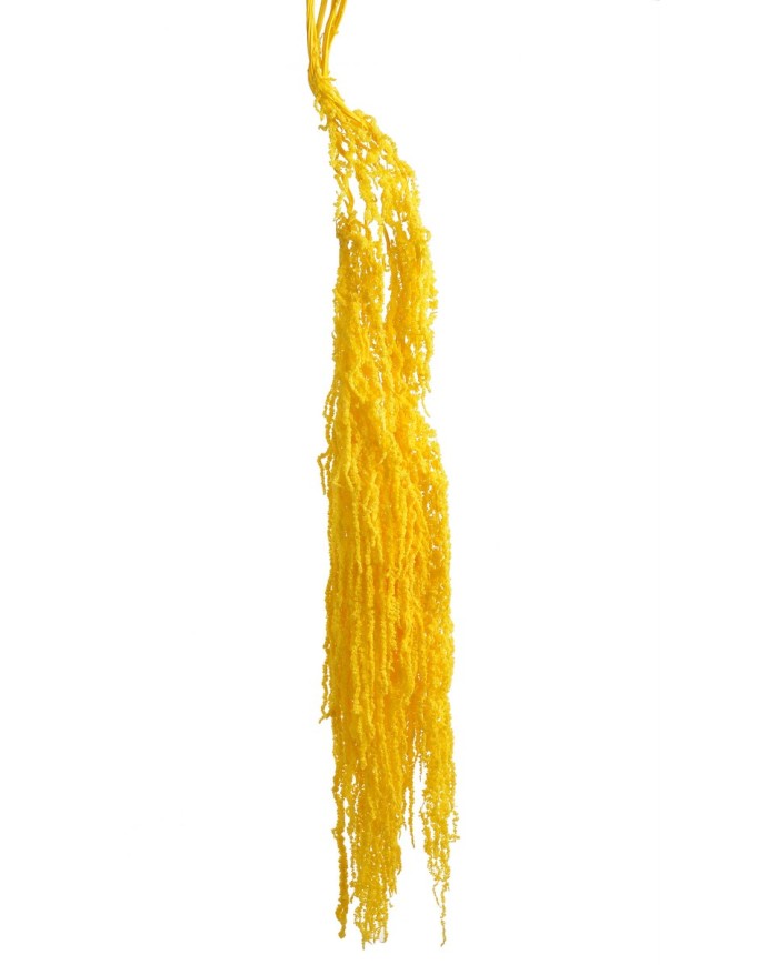 Amaranthus stabilizowany 5szt-pęcz - susz..100cmH....YELLOW