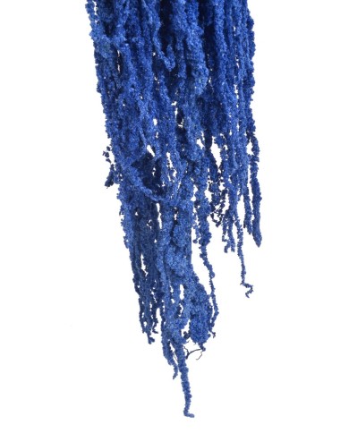 Amaranthus stabilizowany 5szt-pęcz - susz..100cmH....DARK BLUE