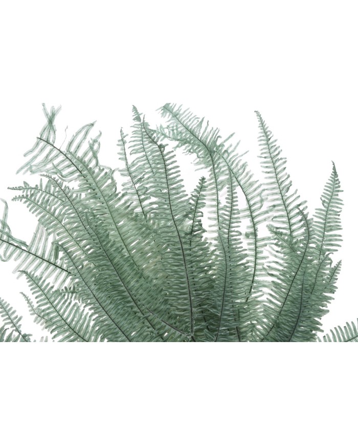 Liść paproci stabilizowany 10szt-pacz - susz..55cmH..50-50 bags..10 pcs-bag....DK.GREEN