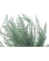 Liść paproci stabilizowany 10szt-pacz - susz..55cmH..50-50 bags..10 pcs-bag....DK.GREEN