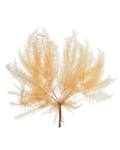 Liść paproci stabilizowany 10szt-pacz - susz..55cmH...WHITE