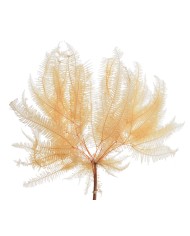 Platyspermum wyb. - paczka 5sztuk...35-40cm - susz dekoracyjny