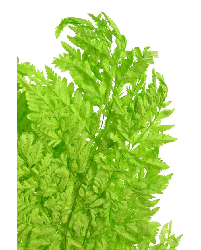 Liść paproci alpejskiej stabilizowane 10szt-pacz - susz..40cmH....GREEN