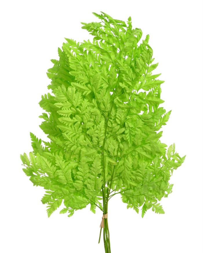 Liść paproci alpejskiej stabilizowane 10szt-pacz - susz..40cmH....GREEN